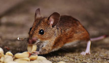 24 Hour & Emergency Exterminators in Husum, WA